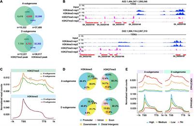 Profiling of H3K4me3 and H3K27me3 and Their Roles in Gene Subfunctionalization in Allotetraploid Cotton